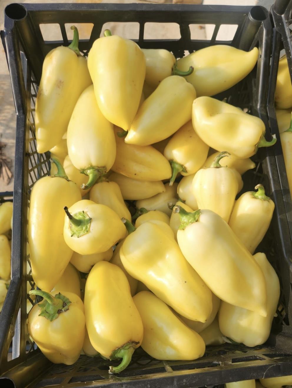 Somborka Paprika Frischgemüse scharf / 5kg Kiste