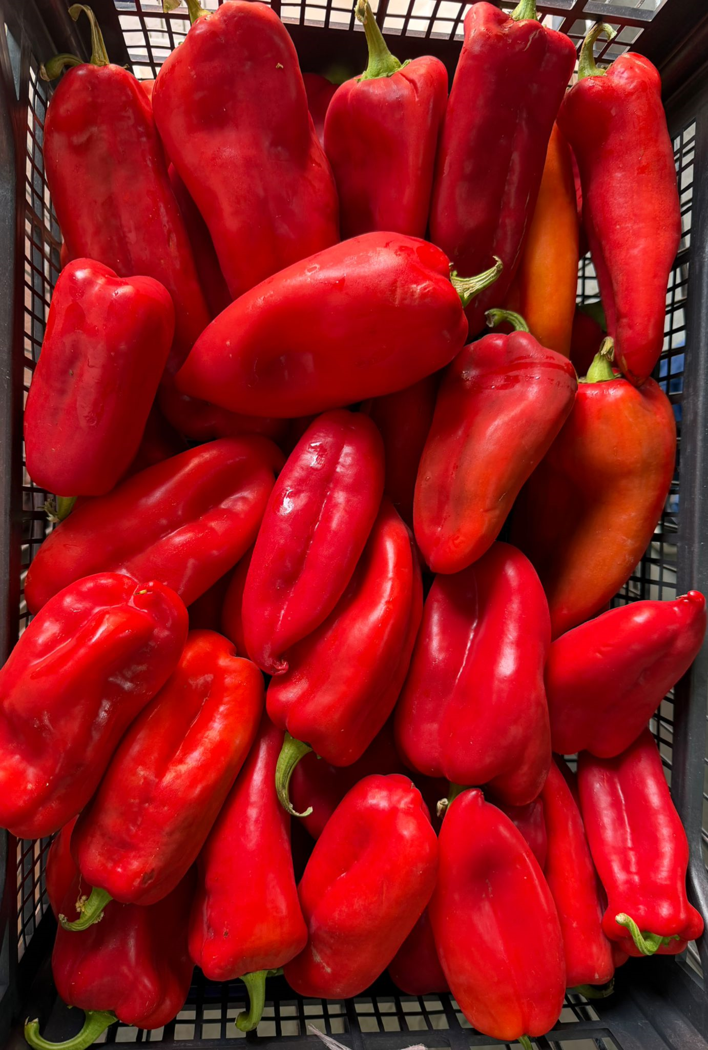 Rote milde Kapia Paprika Frischgemüse 1 Kiste=10kg